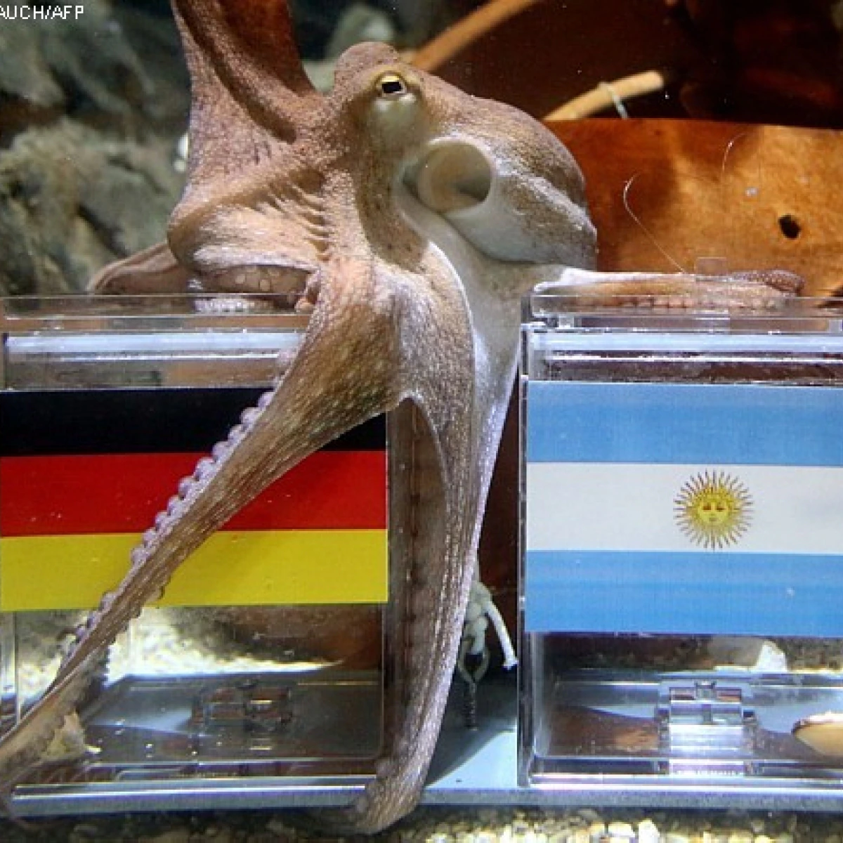 Paul - O polvo profeta Copa do Mundo de 2014 (Foto: Divulga&ccedil;&atilde;o)