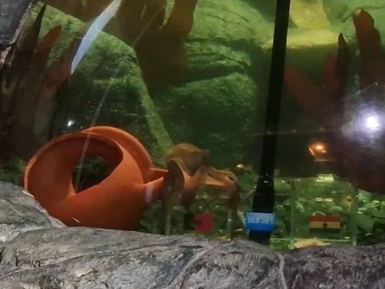 Copa do Mundo 2022: Polvo &ldquo;vidente&rdquo; prev&ecirc; vencedor